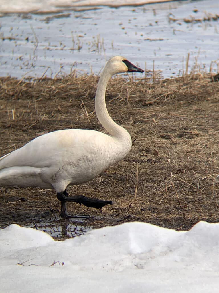 white goose walking